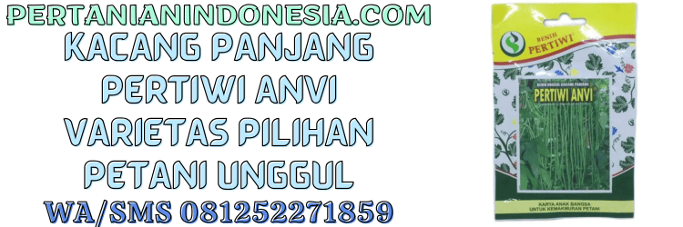 kacang panjang,pertiwi anvi,benih pertiwi,benih pertiwi anvi,pertanian indonesia